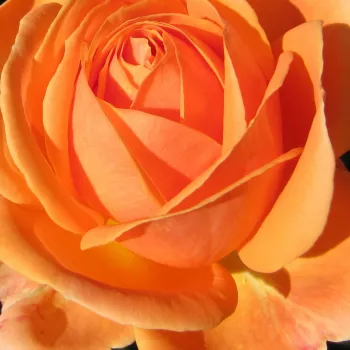 Online rózsa vásárlás - narancssárga - virágágyi floribunda rózsa - Perfect Pet™ - diszkrét illatú rózsa - alma aromájú - (75-90 cm)
