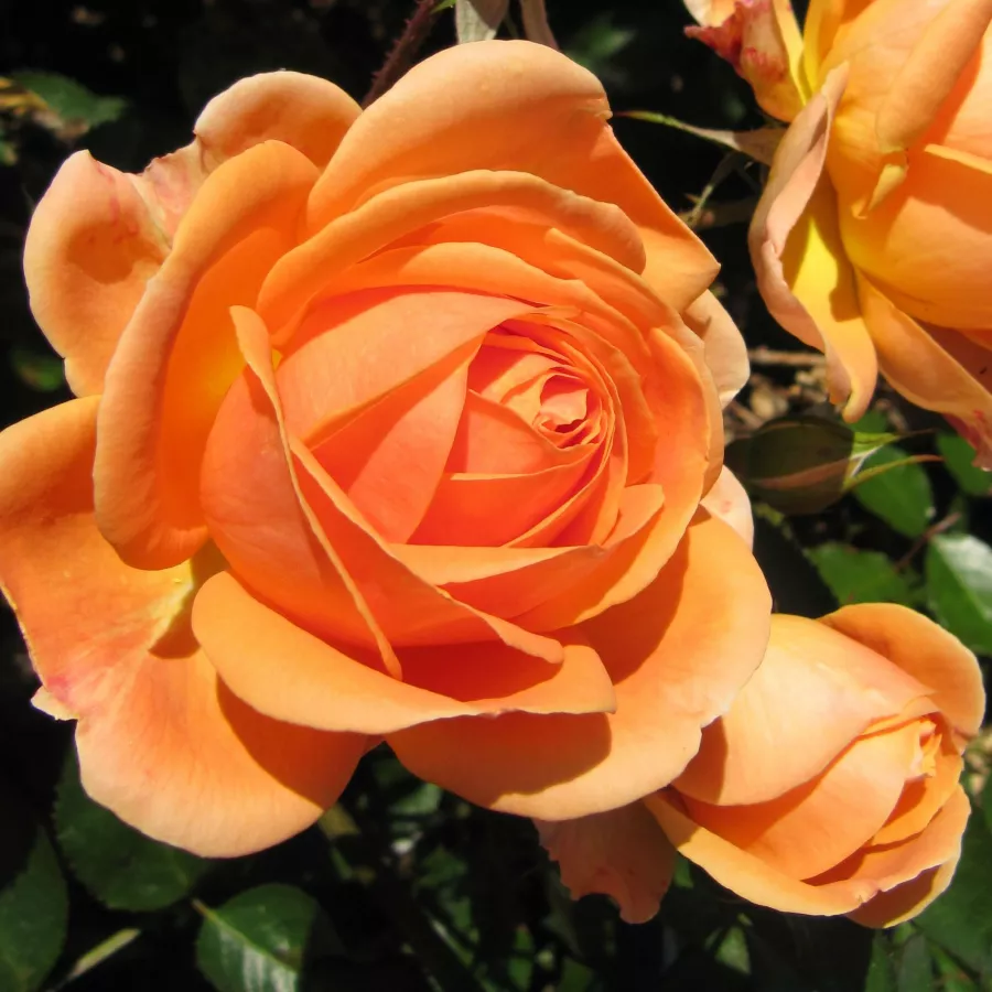 Pomarańczowy - Róża - Perfect Pet™ - Szkółka Róż Rozaria