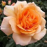 Stromčekové ruže - oranžový - Rosa Perfect Pet™ - mierna vôňa ruží - aróma jabĺk