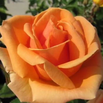 Rosa Perfect Pet™ - oranžová - Stromkové ruže,  kvety kvitnú v skupinkáchstromková ruža s kríkovitou tvarou koruny