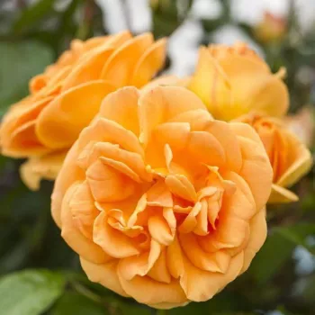 Oranžovoružová, tmavooranžová - Stromkové ruže,  kvety kvitnú v skupinkáchstromková ruža s kríkovitou tvarou koruny