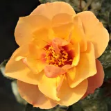 Narancssárga - virágágyi floribunda rózsa - Online rózsa vásárlás - Rosa Persian Sun™ - diszkrét illatú rózsa - barack aromájú