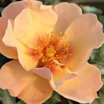 Online rózsa kertészet - narancssárga - virágágyi floribunda rózsa - Persian Sun™ - diszkrét illatú rózsa - barack aromájú - (60-70 cm)
