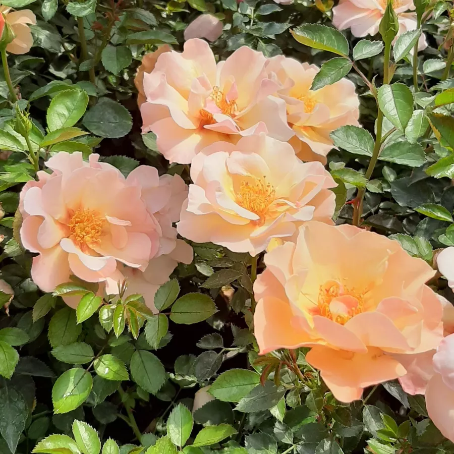 VISpersun - Rosa - Persian Sun™ - Produzione e vendita on line di rose da giardino
