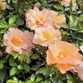 Narancssárga - virágágyi floribunda rózsa - diszkrét illatú rózsa - barack aromájú