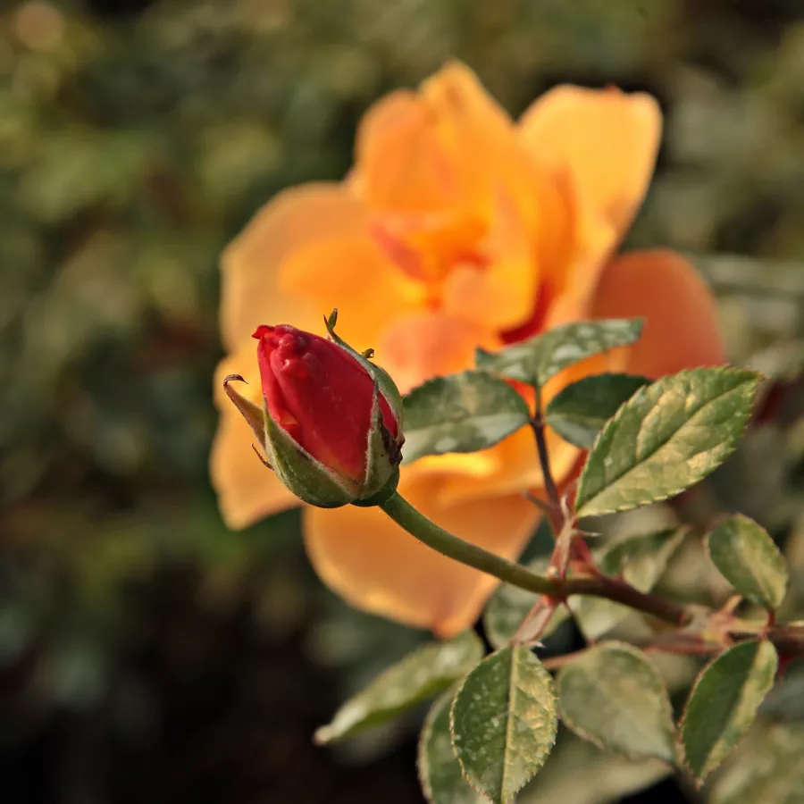 Róża pienna - Róże pienne - z kwiatami pojedynczymi - Róża - Persian Sun™ - 