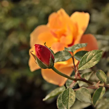 Rosa Persian Sun™ - portocale - trandafiri pomisor - Trandafir copac cu trunchi înalt – cu flori simpli