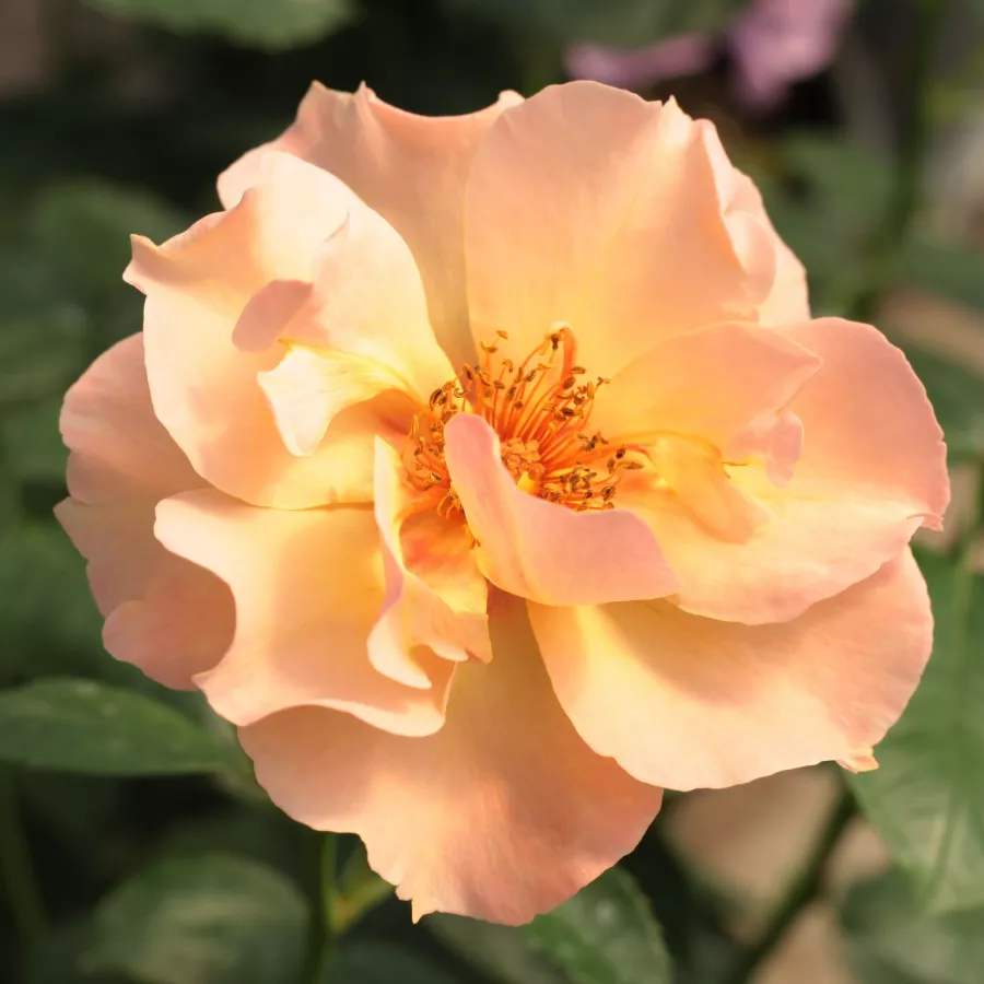 Virágágyi floribunda rózsa - Rózsa - Persian Sun™ - Online rózsa rendelés