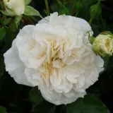 Fehér - virágágyi floribunda rózsa - Online rózsa vásárlás - Rosa Petticoat® - diszkrét illatú rózsa - alma aromájú