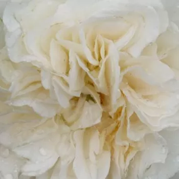 Rózsák webáruháza. - fehér - virágágyi floribunda rózsa - Petticoat® - diszkrét illatú rózsa - alma aromájú - (80-120 cm)