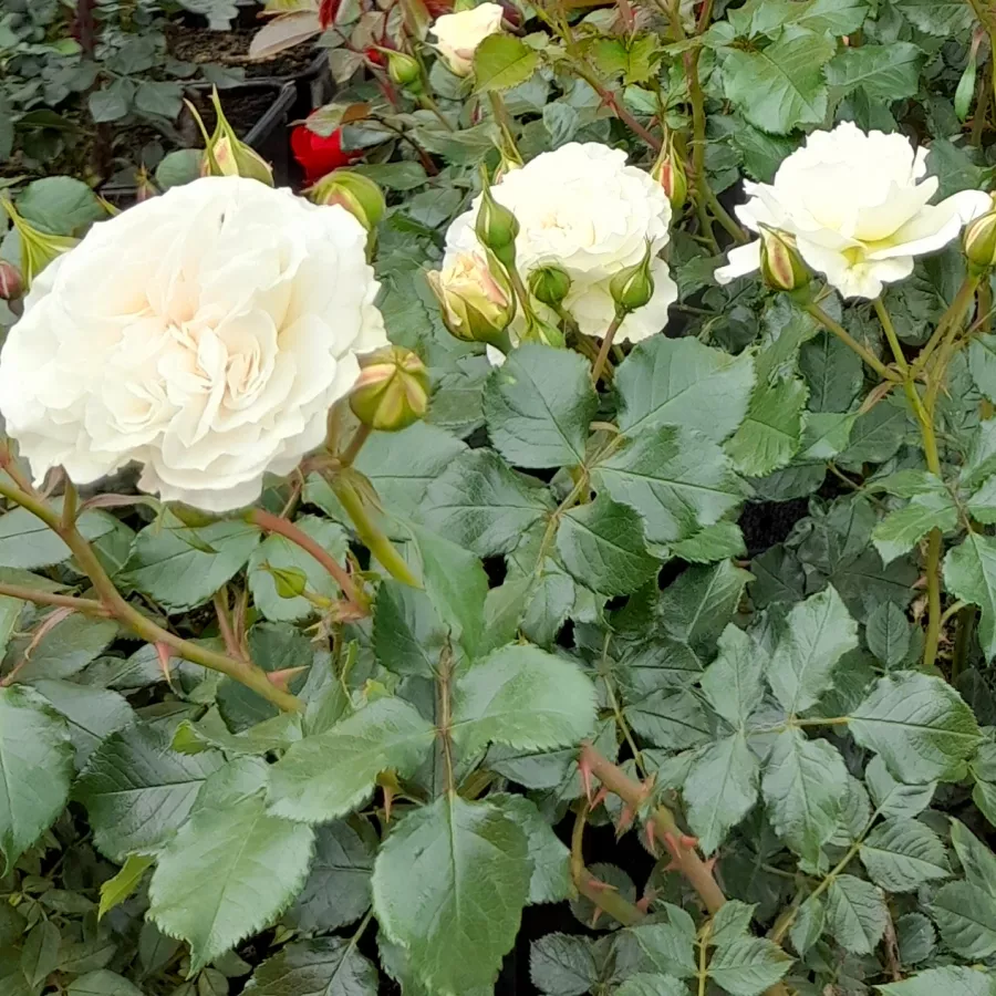 Biały - Róża - Petticoat® - Szkółka Róż Rozaria