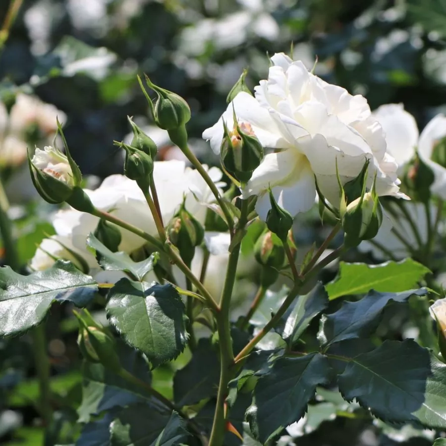 árbol de rosas de flores en grupo - rosal de pie alto - Rosa - Petticoat® - rosal de pie alto