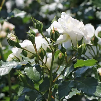 Rosa Petticoat® - bianco - Rose per aiuole (Polyanthe – Floribunde) - Rosa ad alberello0