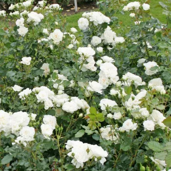 Biały - róże rabatowe grandiflora - floribunda   (80-120 cm)