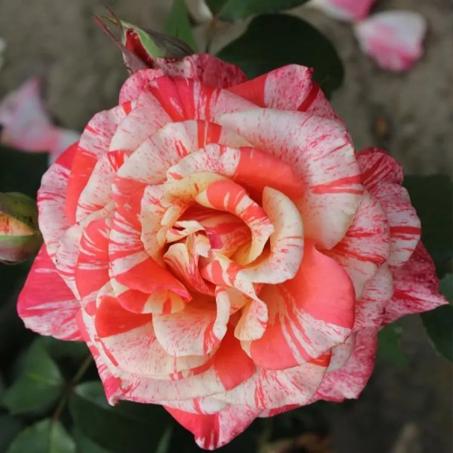 Róża wielkokwiatowa - Hybrid Tea - Róża - Philatelie™ - Szkółka Róż Rozaria