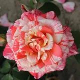 Vrtnica čajevka - rdeča - bela - Vrtnica brez vonja - Rosa Philatelie™ - Na spletni nakup vrtnice