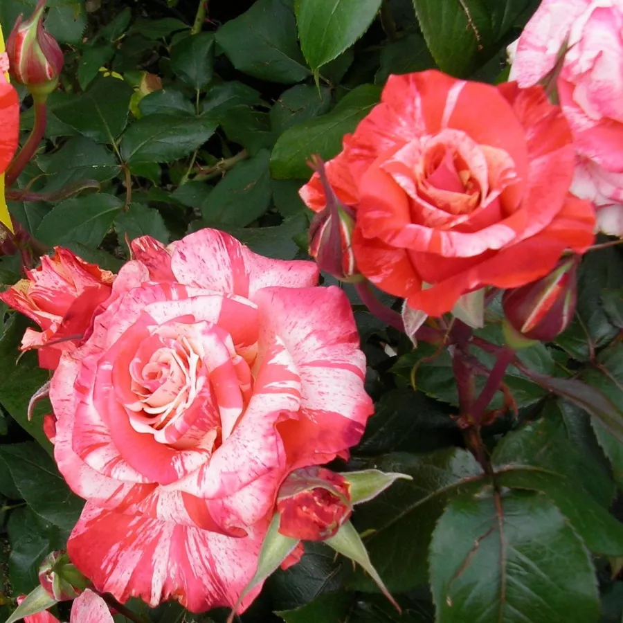 Vörös - fehér - Rózsa - Philatelie™ - Online rózsa rendelés
