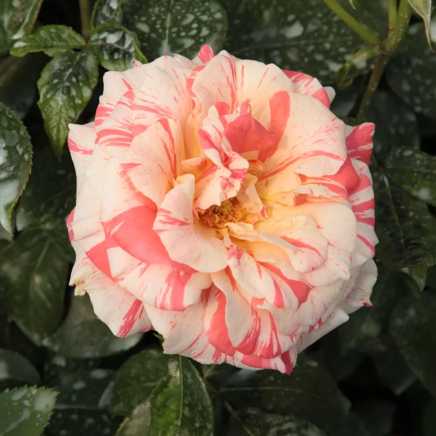 MACcastlet - Rosa - Philatelie™ - Produzione e vendita on line di rose da giardino