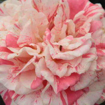 Na spletni nakup vrtnice - Vrtnica čajevka - rdeča - bela - Vrtnica brez vonja - Philatelie™ - (70-180 cm)