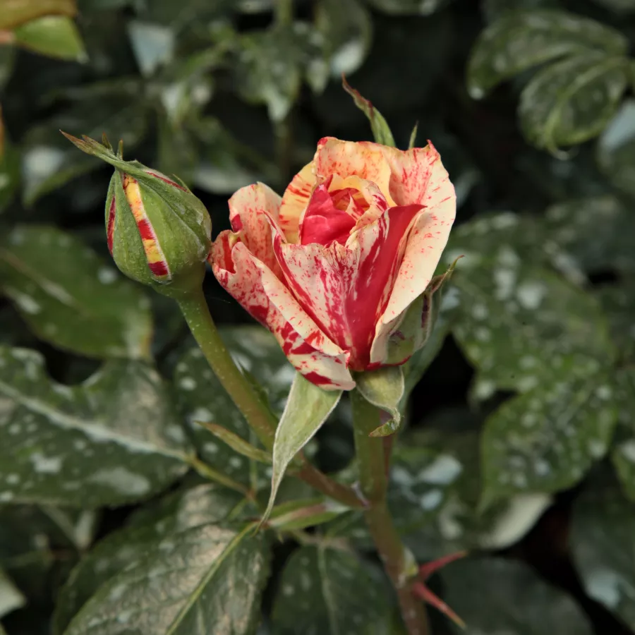 Drevesne vrtnice - - Roza - Philatelie™ - 