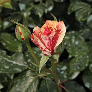 Rosa Philatelie™ - rosu alb - trandafiri pomisor - Trandafir copac cu trunchi înalt – cu flori teahibrid