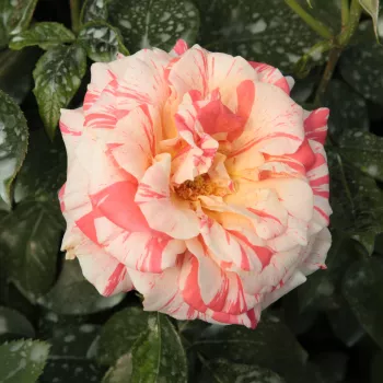 Pomarańczowo-czerwony z białymi paskami - róża pienna - Róże pienne - z kwiatami hybrydowo herbacianymi