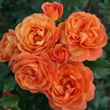 Narancssárga - virágágyi floribunda rózsa - Online rózsa vásárlás - Rosa Phoenix® - nem illatos rózsa