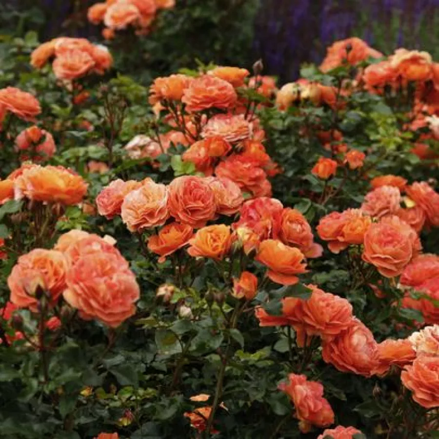 Pomarańczowy - Róża - Phoenix® - Szkółka Róż Rozaria
