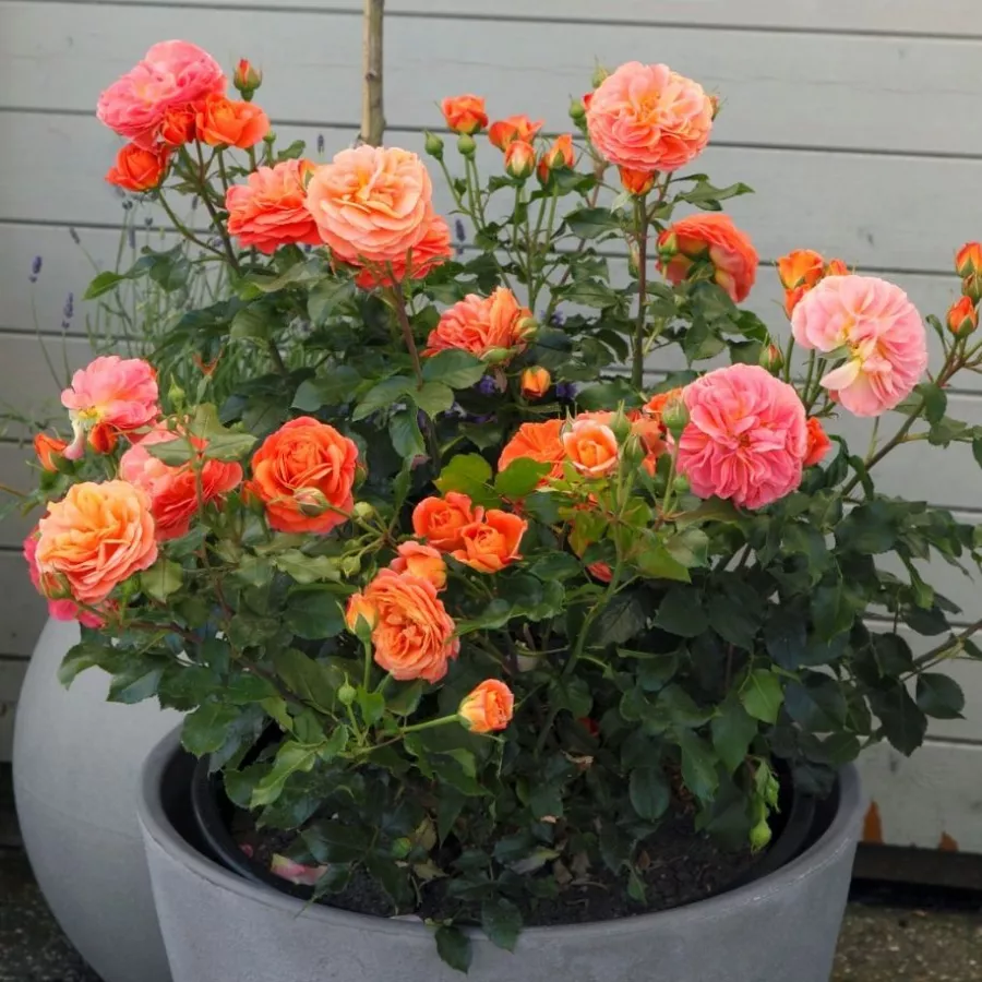 KORrosobi - Róża - Phoenix® - Szkółka Róż Rozaria
