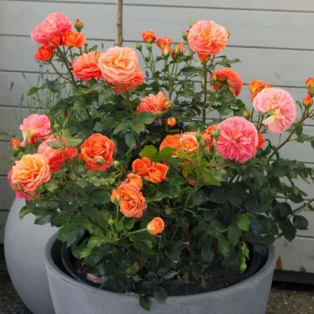 Narancssárga - rózsaszín árnyalat - virágágyi floribunda rózsa   (60-70 cm)