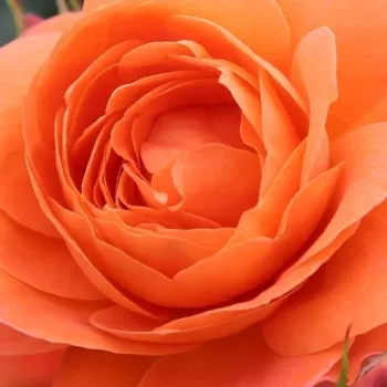 Ružová - školka - eshop  - oranžový - stromčekové ruže - Stromkové ruže, kvety kvitnú v skupinkách - Phoenix® - bez vône