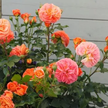 Rosa  Phoenix® - pomarańczowy - róże rabatowe floribunda