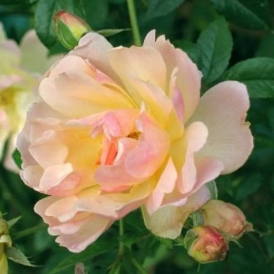 Climber, futó rózsa - Rózsa - Phyllis Bide - Online rózsa rendelés