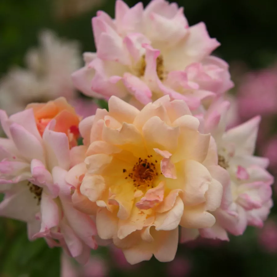 Amarillo - Rosa - Phyllis Bide - Comprar rosales online