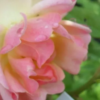 Ružová - školka - eshop  - climber, popínavá ruža - žltá - mierna vôňa ruží - vôňa čaju - Phyllis Bide - (180-400 cm)
