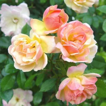Rosa Phyllis Bide - jaune - rosier haute tige - Petites fleurs