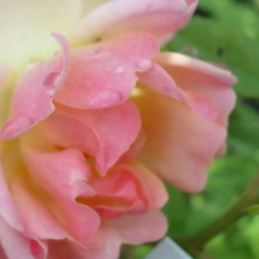 Lapos - Rózsa - Phyllis Bide - online rózsa vásárlás