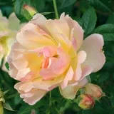 Ruža puzavica - žuta boja - Rosa Phyllis Bide - diskretni miris ruže
