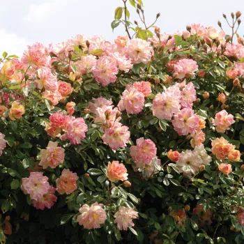 Rosa melocotón  - rosales trepadores - rosa de fragancia discreta - té