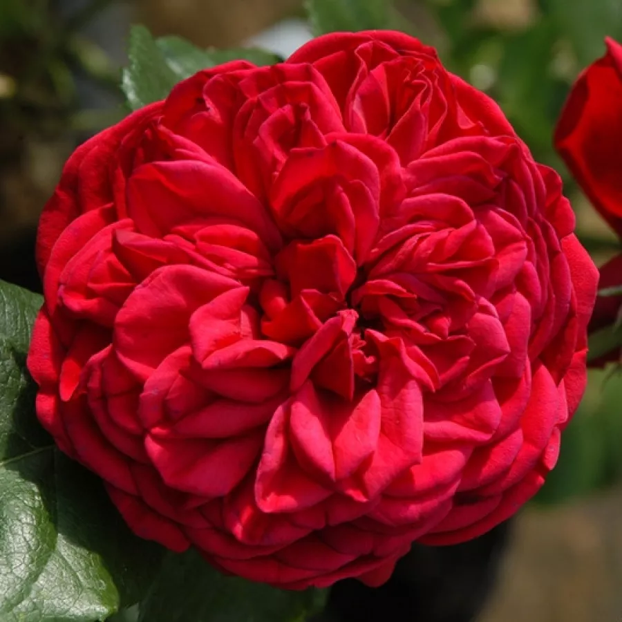 Róża o dyskretnym zapachu - Róża - Lavanila - sadzonki róż sklep internetowy - online