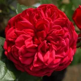 Hibridna čajevka - ruža diskretnog mirisa - aroma breskve - sadnice ruža - proizvodnja i prodaja sadnica - Rosa Lavanila - jarko crvena