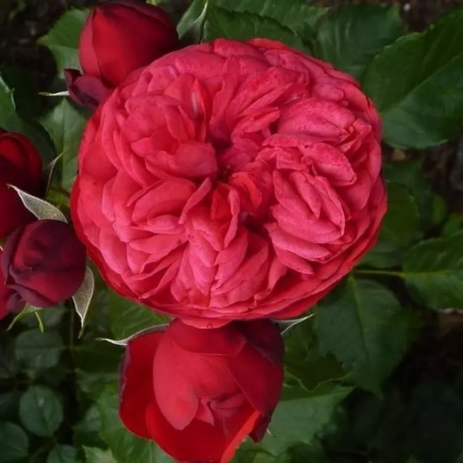 Hibridna čajevka - Ruža - Lavanila - sadnice ruža - proizvodnja i prodaja sadnica