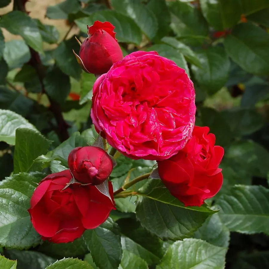 Kroglasta - Roza - Lavanila - vrtnice online