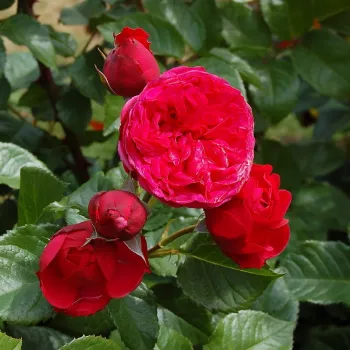 Rosa Lavanila - rudy - hybrydowa róża herbaciana