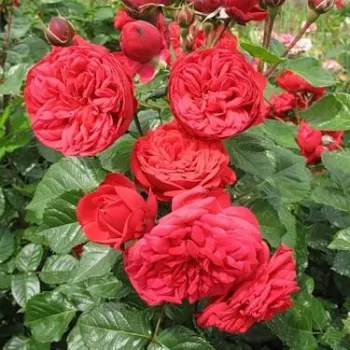 Jarko crvena - hibridna čajevka - ruža diskretnog mirisa - aroma breskve