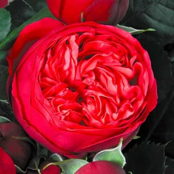 Rózsák webáruháza. - vörös - teahibrid rózsa - diszkrét illatú rózsa - barack aromájú - Lavanila - (100-130 cm)