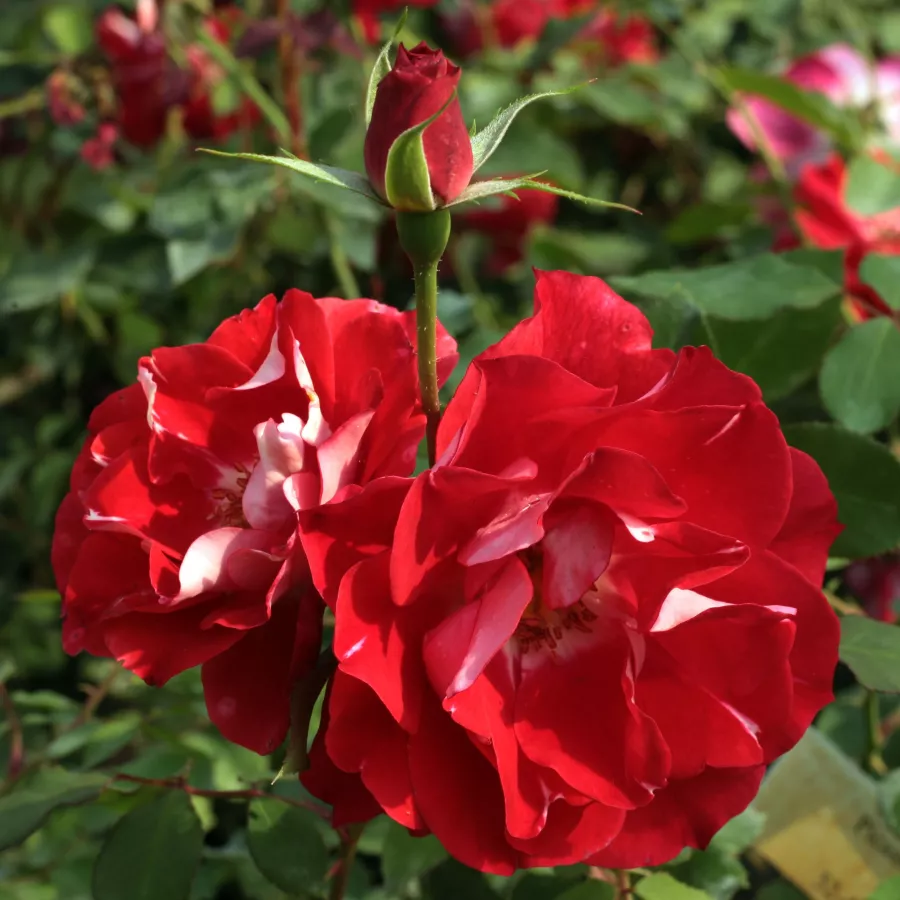 Czerwony - biały - Róża - Picasso™ - Szkółka Róż Rozaria