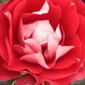Online rózsa rendelés  - virágágyi floribunda rózsa - vörös - fehér - nem illatos rózsa - Picasso™ - (60-75 cm)