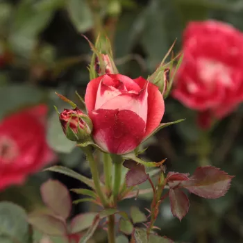 Rosa Picasso™ - rosso - bianco - Rose Polyanthe