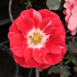 Czerwony - biały - róże rabatowe grandiflora - floribunda - róża bez zapachu - Rosa Picasso™ - róże sklep internetowy